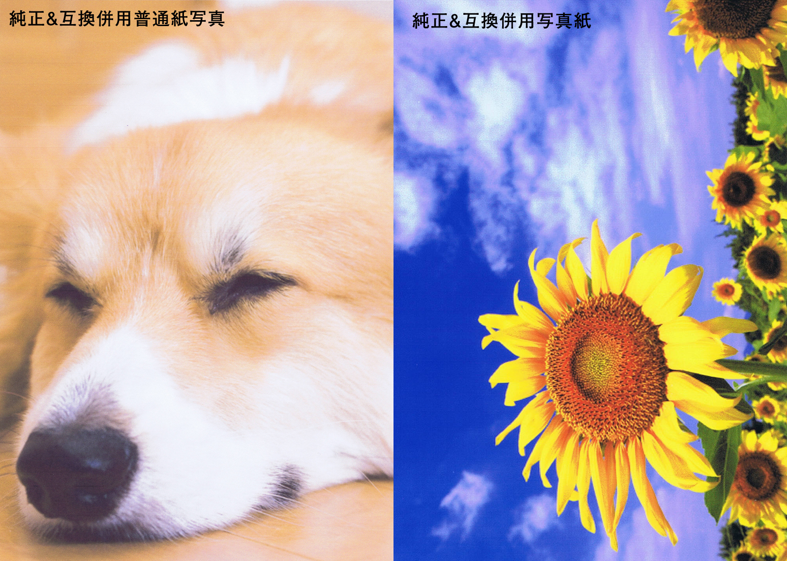 インクの比較