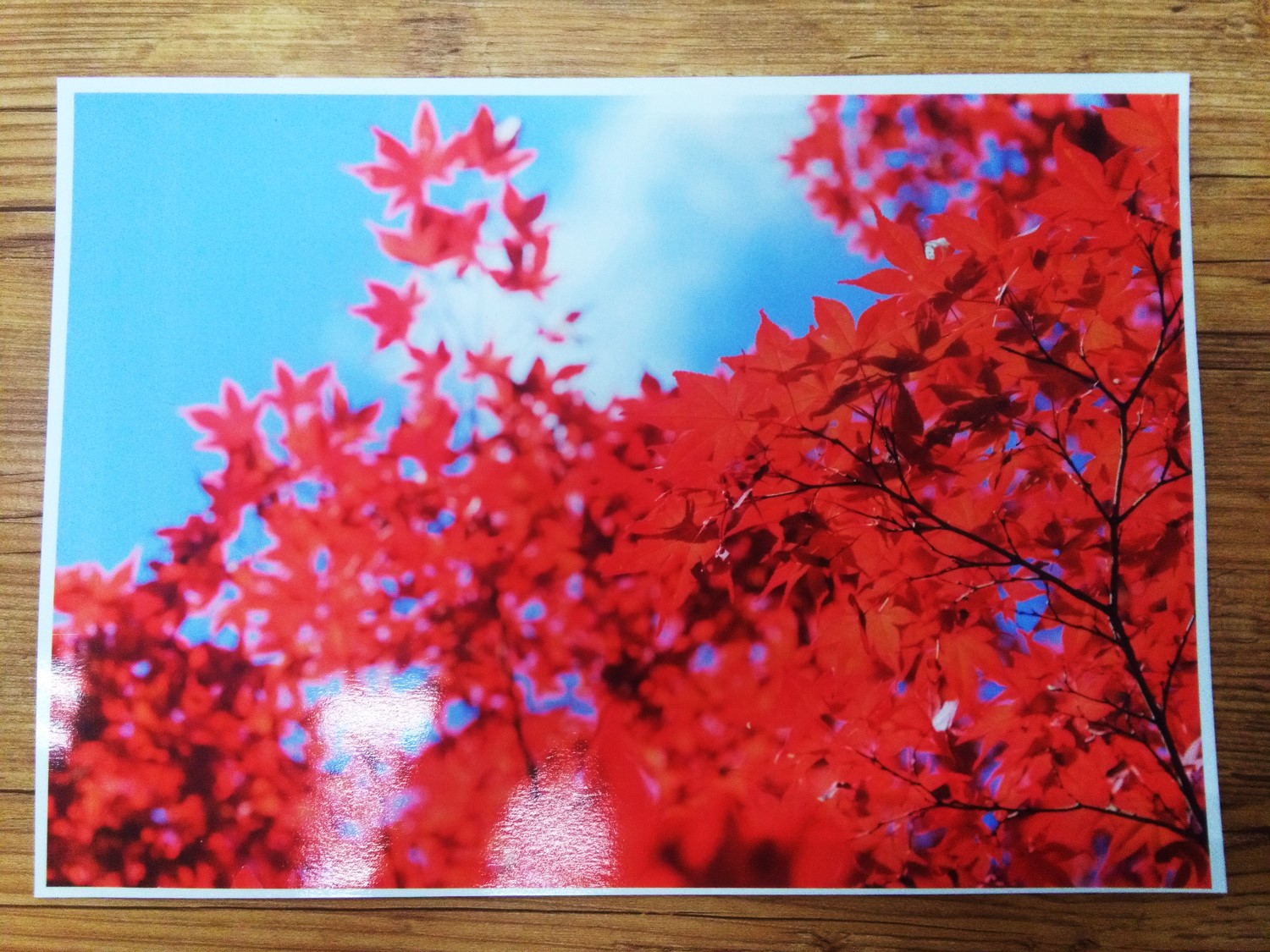 敬老の日　紅葉